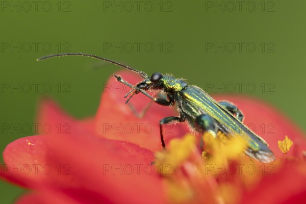 Thick-legged flower beetle (Oedemera nobilis) adult insect on a Geum garden red flower in summer, England, United Kingdom