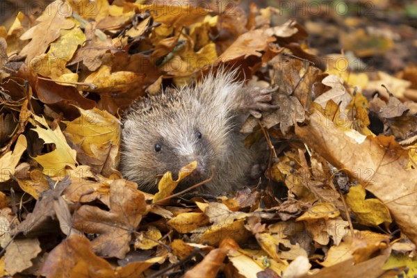 European hedgehog (Erinaceus europaeus) adult animal amongst fallen autumn leaves, England, United Kingdom