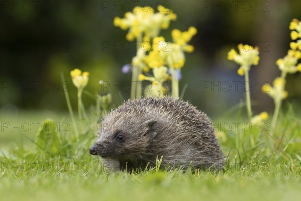 European hedgehog (Erinaceus europaeus) adult animal on a garden grass lawn with Cowslip flowers in springtime, England, United Kingdom