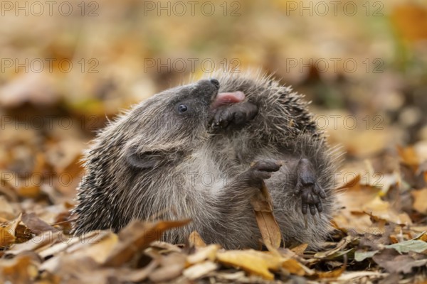 European hedgehog (Erinaceus europaeus) adult animal self anointing or salivating itself on fallen autumn leaves, England, United Kingdom