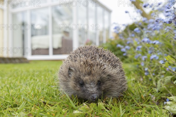 European hedgehog (Erinaceus europaeus) adult animal on a garden grass lawn with a house conservatory in the background in spring, England, United Kingdom