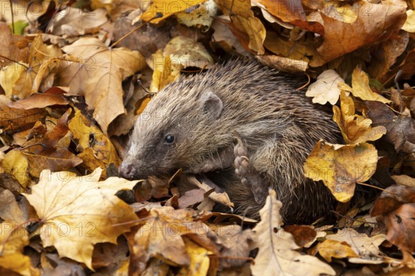 European hedgehog (Erinaceus europaeus) adult animal amongst fallen autumn leaves during hibernation, England, United Kingdom
