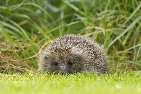 European hedgehog (Erinaceus europaeus) adult animal on a garden grass lawn next to a patch of long grass, England, United Kingdom
