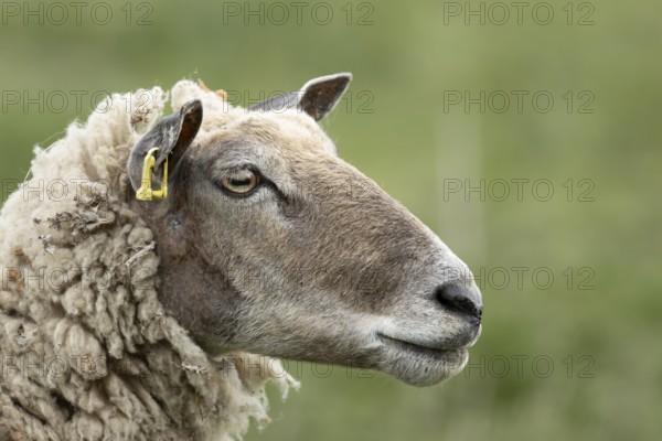 Domestic sheep (Ovis aries) adult female ewe farm animal head portrait, England, United Kingdom