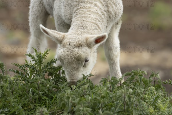 Domestic sheep (Ovis aries) juvenile baby lamb farm animal feeding on grass amongst stinging nettles and thistles, England, United Kingdom