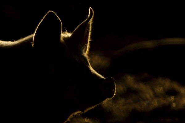 Domestic pig (Sus domesticus) adult farm animal head portrait backlit, England, United Kingdom