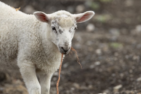 Domestic sheep (Ovis aries) juvenile baby lamb farm animal with a piece of rope in its mouth, England, United Kingdom