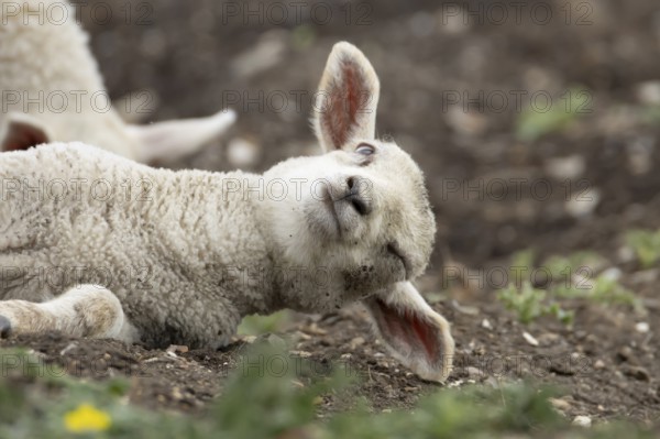 Domestic sheep (Ovis aries) juvenile baby lamb farm animal laying its head on the ground, England, United Kingdom