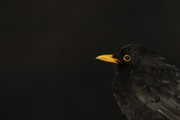 Eurasian blackbird (Turdus merula) adult male garden bird head portrait, England, United Kingdom