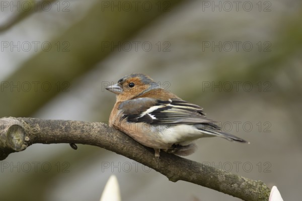 Eurasian chaffinch (Fringilla coelebs) adult male garden bird on a magnolia tree branch in spring, England, United Kingdom