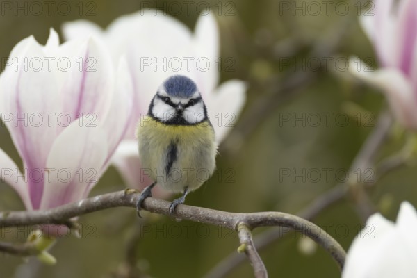 Blue tit (Cyanistes caeruleus) adult garden bird on a magnolia tree branch amongst spring blossom, England, United Kingdom