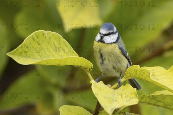 Blue tit (Cyanistes caeruleus) adult garden bird on a magnolia tree branch amongst autumn colour leaves, England, United Kingdom