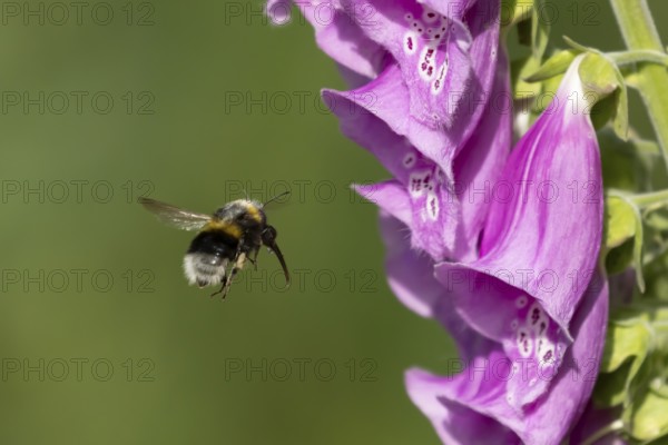 Buff tailed bumblebee (Bombus terrestris) adult bee insect flying towards a Foxglove (Digitalis purpurea) flower in summer, England, United Kingdom