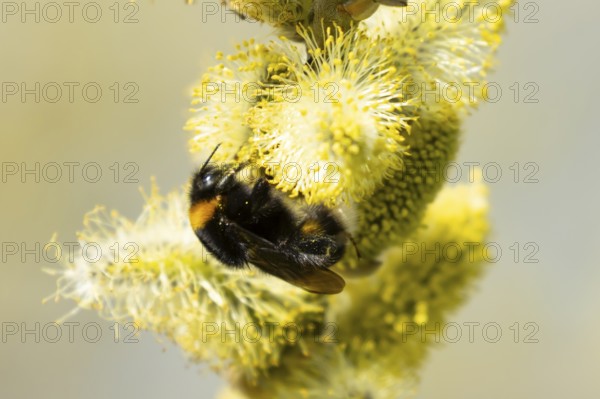 Buff tailed bumblebee (Bombus terrestris) adult bee insect feeding on Goat or Pussy willow (Salix caprea) yellow flowers in spring, England, United Kingdom