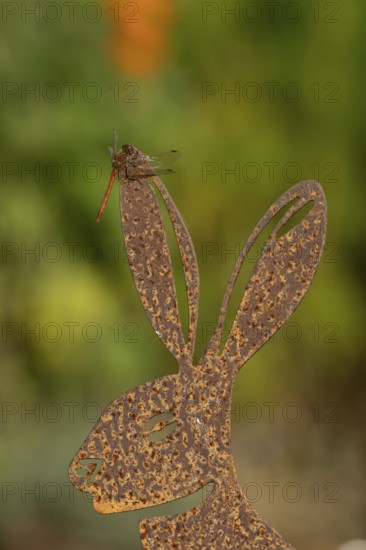 Common darter dragonfly (Sympetrum striolatum) adult insect on a metal hare garden sculpture in summer, England, United Kingdom