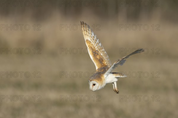 Barn owl (Tyto alba) adult bird of prey hunting in flight over grassland, England, United Kingdom