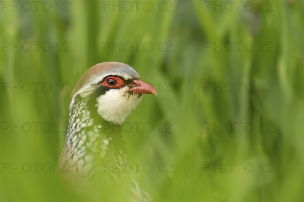 Red legged or French partridge (Alectoris rufa) adult bird head portrait, England, United Kingdom