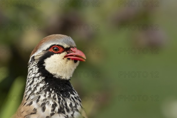 Red legged or French partridge (Alectoris rufa) adult bird calling, England, United Kingdom