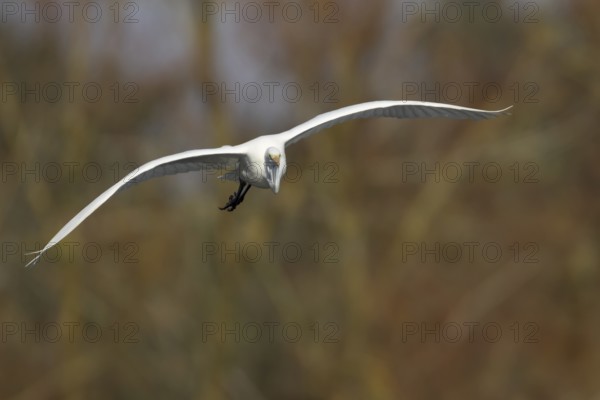 Great white egret (Ardea alba) adult bird in flight, England, United Kingdom