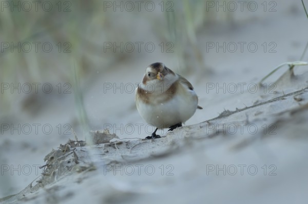 Snow bunting (Plectrophenax nivalis) adult bird feeding on a beach in winter, England, United Kingdom
