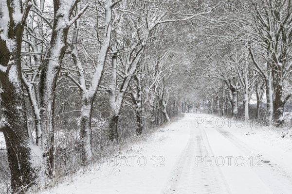 English oak avenue (Quercus robur) in the snow, Emsland, Lower Saxony, Germany