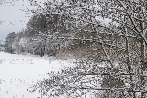 Winter landscape with black alder (Alnus glutinosa) along a ditch, Emsland, Lower Saxony, Germany