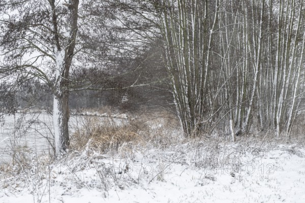 Winter landscape with black alder (Alnus glutinosa), Emsland, Lower Saxony, Germany