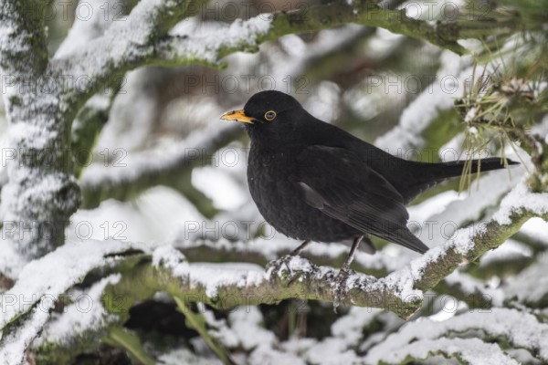 Blackbird (Turdus merula) in a snow-covered pine tree, Emsland, Lower Saxony, Germany