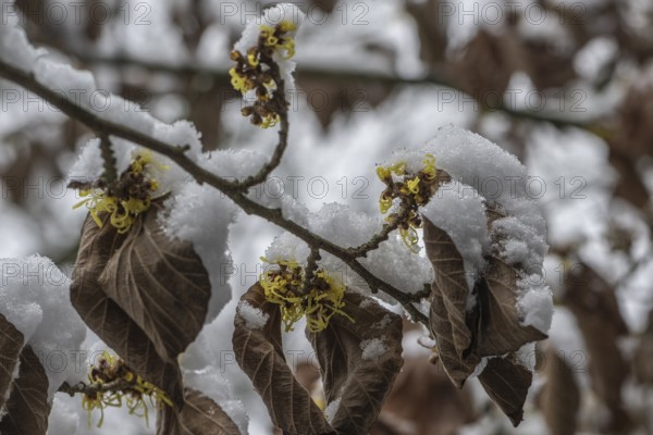 Witch hazel (Hamamelis mollis Pallida) in the snow, Emsland, Lower Saxony, Germany