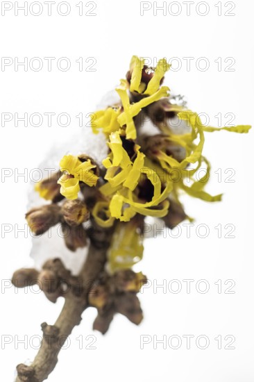 Witch hazel (Hamamelis mollis Pallida) in the snow, Emsland, Lower Saxony, Germany