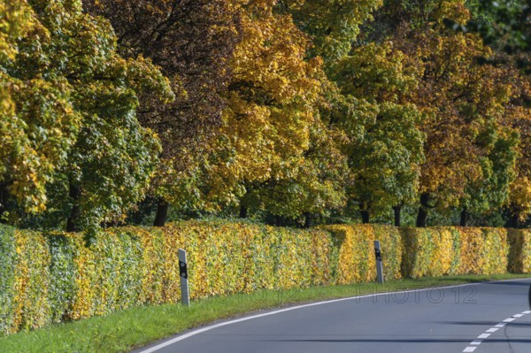 Beech hedges (Fagus) and trees in autumn colour along a road, Lauf an der Pegnitz, Middle Franconia, Bavaria, Germany