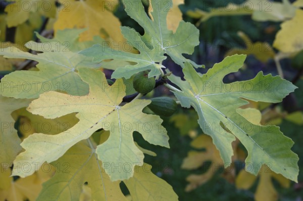 Autumn fig leaves (Ficus carica), Bavaria, Germany