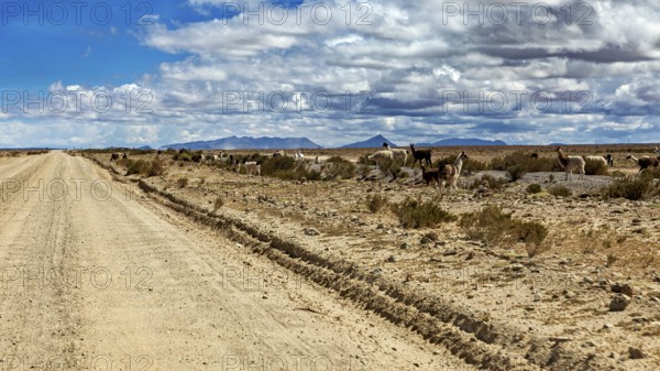 A desert road with animals that stretches along the way under a cloudy sky, The landscape of the Altiplanos near Uyuni in Bolivia