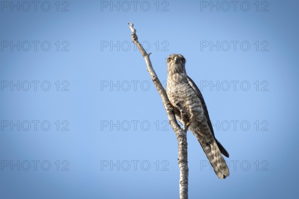 Bended Kestrel (Falco zoniventris) in the Ankarafantsika dry forest in western Madagascar