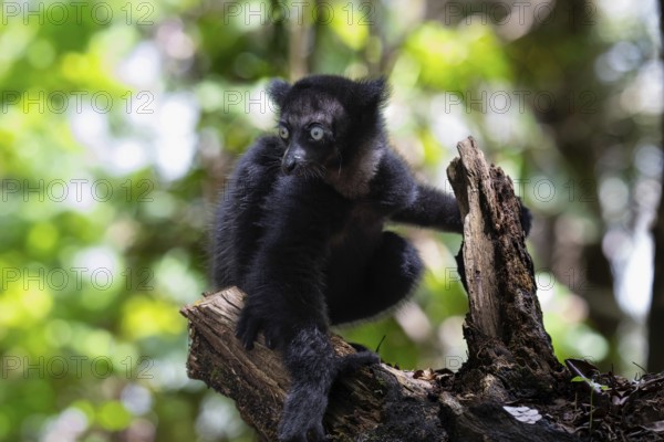 Indri lemur baby (Indri indri) in the mountain cloud forests of East Madagascar
