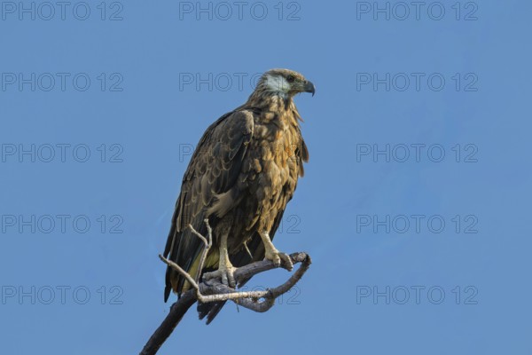 Madagascar Fish-Eagle, Malagasy Fish-Eagle (Haliaeetus vociferoides) in the dry forests of Ankarafantsika in western Madagascar