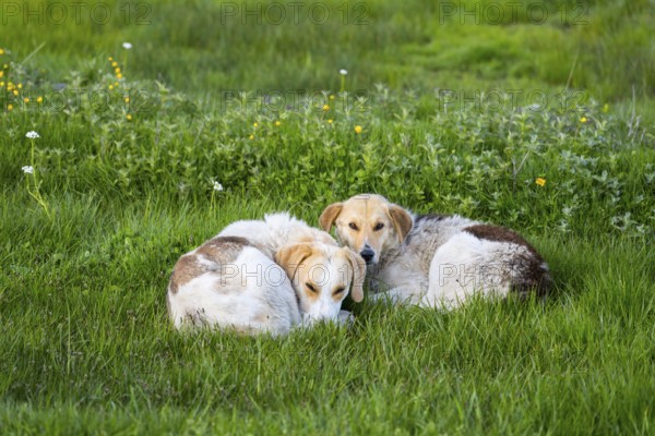 Two dogs lie close together on green grass and appear relaxed, Georgia