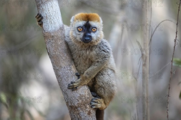 Male red-fronted lemur (Eulemur rufifrons) in the Kirindy dry forest, western Madagascar