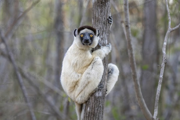 Larval sifaka (Propithecus verauxi) in the dry forests of Kirindy in western Madagascar
