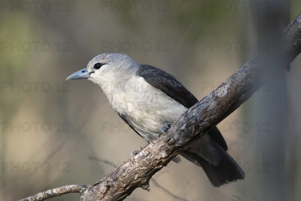 White-Headed Vanga female (Artamella viridis) in the dry forest of Ankarafantsika in western Madagascar