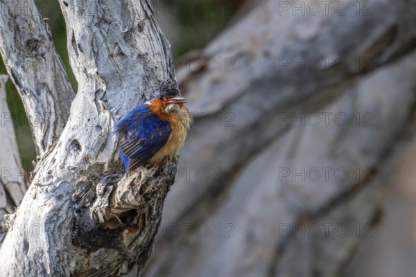 Malachite Kingfisher, Madagascar Kingfisher (Alcedo vintsioides) near the shore of a lake in western Madagascar