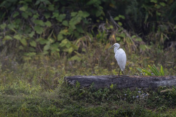 Little Egret (Ergretta garzetta) near water in the central highlands of Madagascar