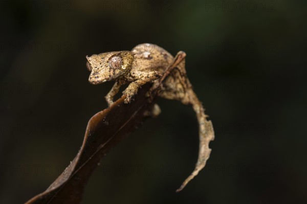 Satanic leaf-tailed gecko (Uroplatus phantasticus) in the rainforests of eastern Madagascar