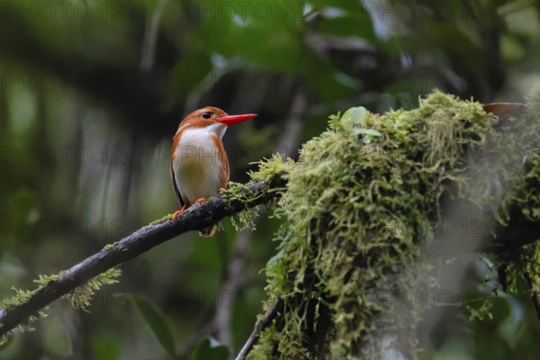 Pygmy Kingfisher (Corithornis madagascariensis) in the rainforests of the central highlands of Madagascar