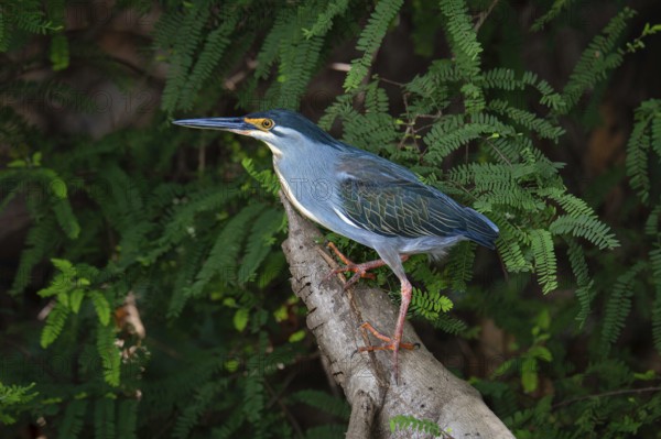 Green-Backed Heron (Butorides striata) at the edge of a lake in western Madagascar
