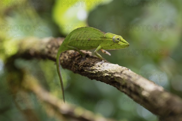 Chameleon female (Calumma gastrotaenia) in the rainforests of the central highlands of Madagascar