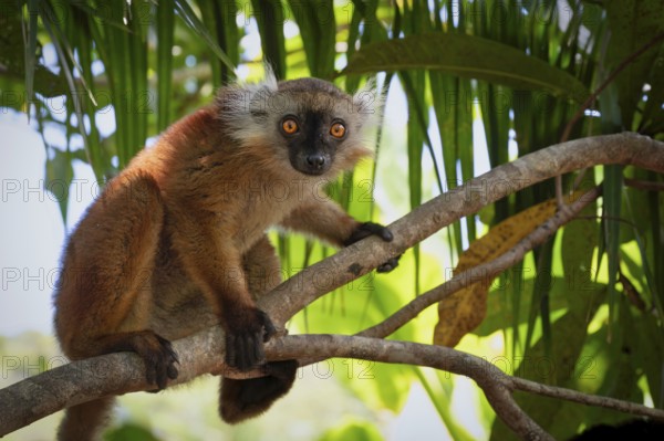 Female black lemur (Eulemur macaco macaco) in the coastal forests of north-west Madagascar