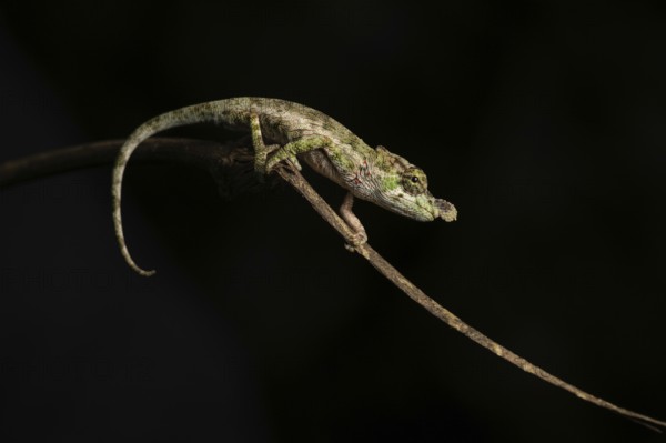 A male chameleon (Callumma hofreiteri) in the rainforests of the central highlands of Madagascar