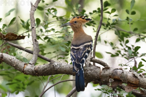 Madagascar Hoopoe (Upupa marginata) in the dry forests of Ankarafantsika in western Madagascar