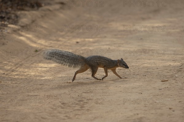 The narrow-striped mongoose (Mungotictis decemlineata) in the Kirindy dry forests in western Madagascar